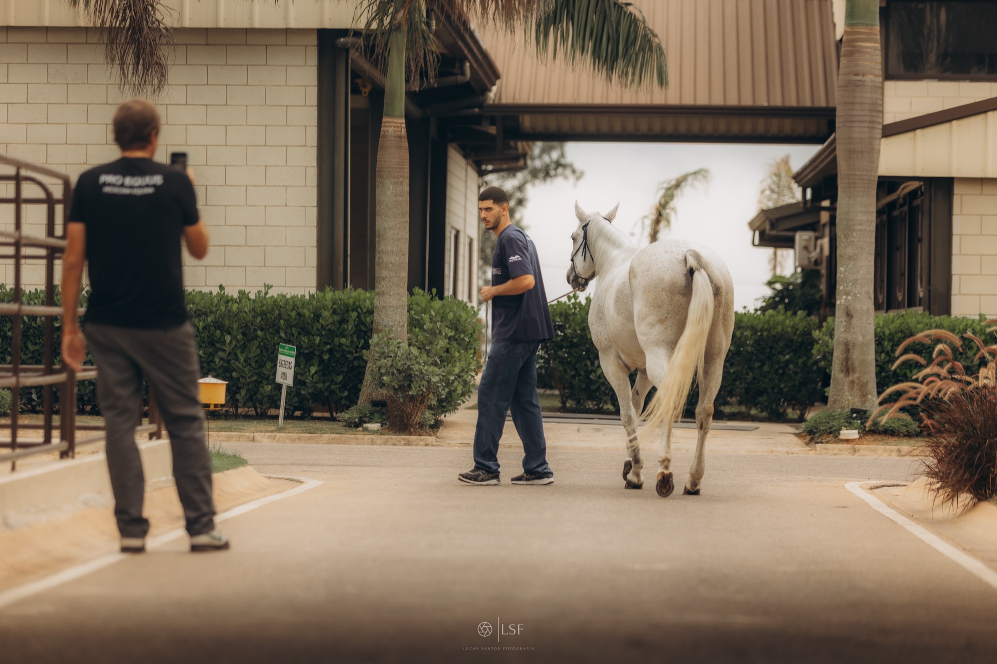 Cavalo branco sendo conduzido no corredor da clínica Pro Equus