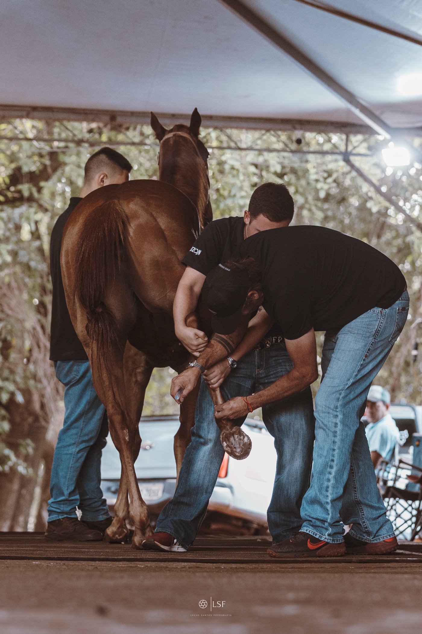 Exame de membro de um cavalo atleta