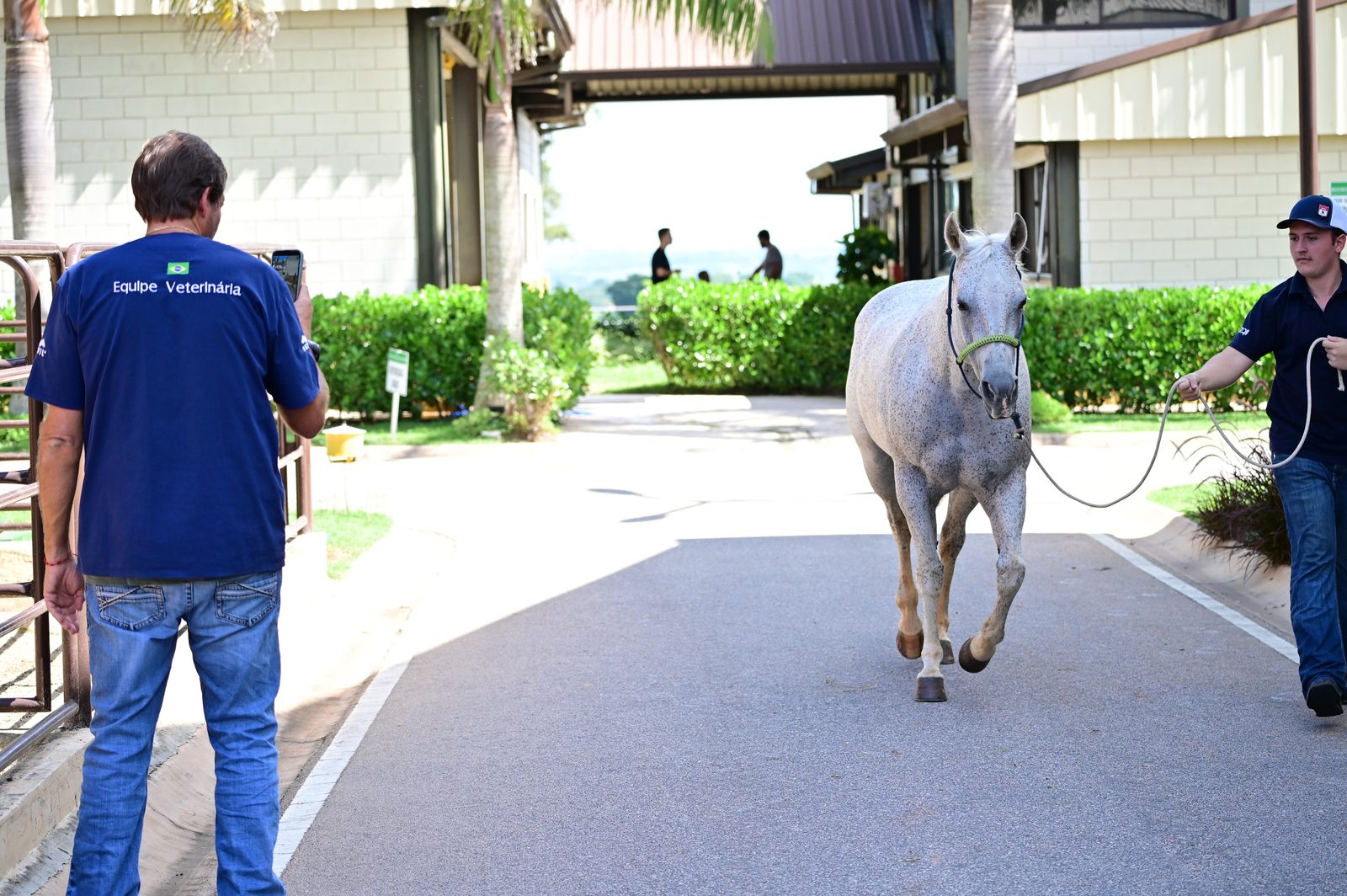 Cavalo atleta caminhando pela alameda interna da clínica Pro Equus