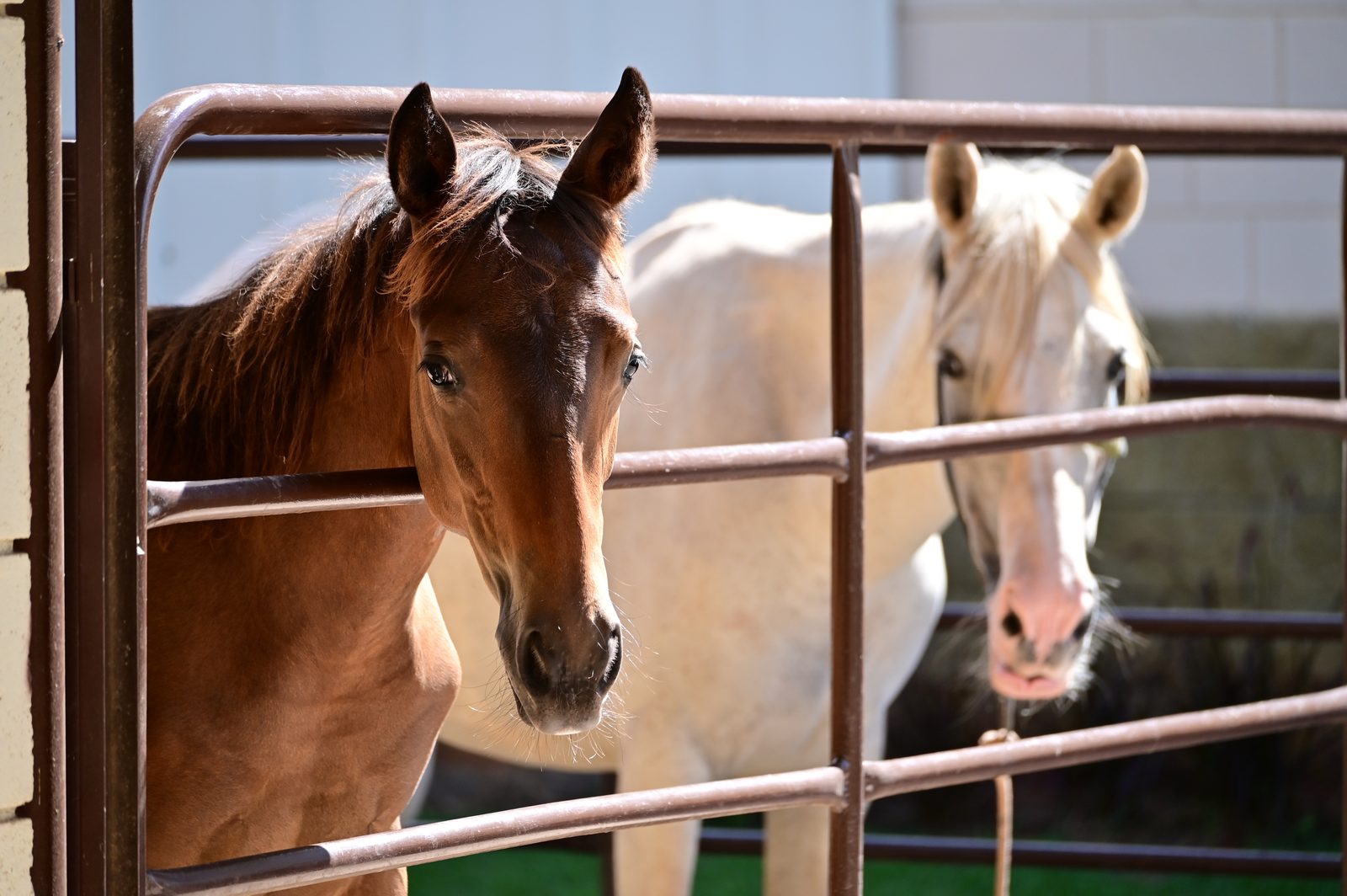 Cavalos nas baias e paddocks da estrutura da Pro Equus
