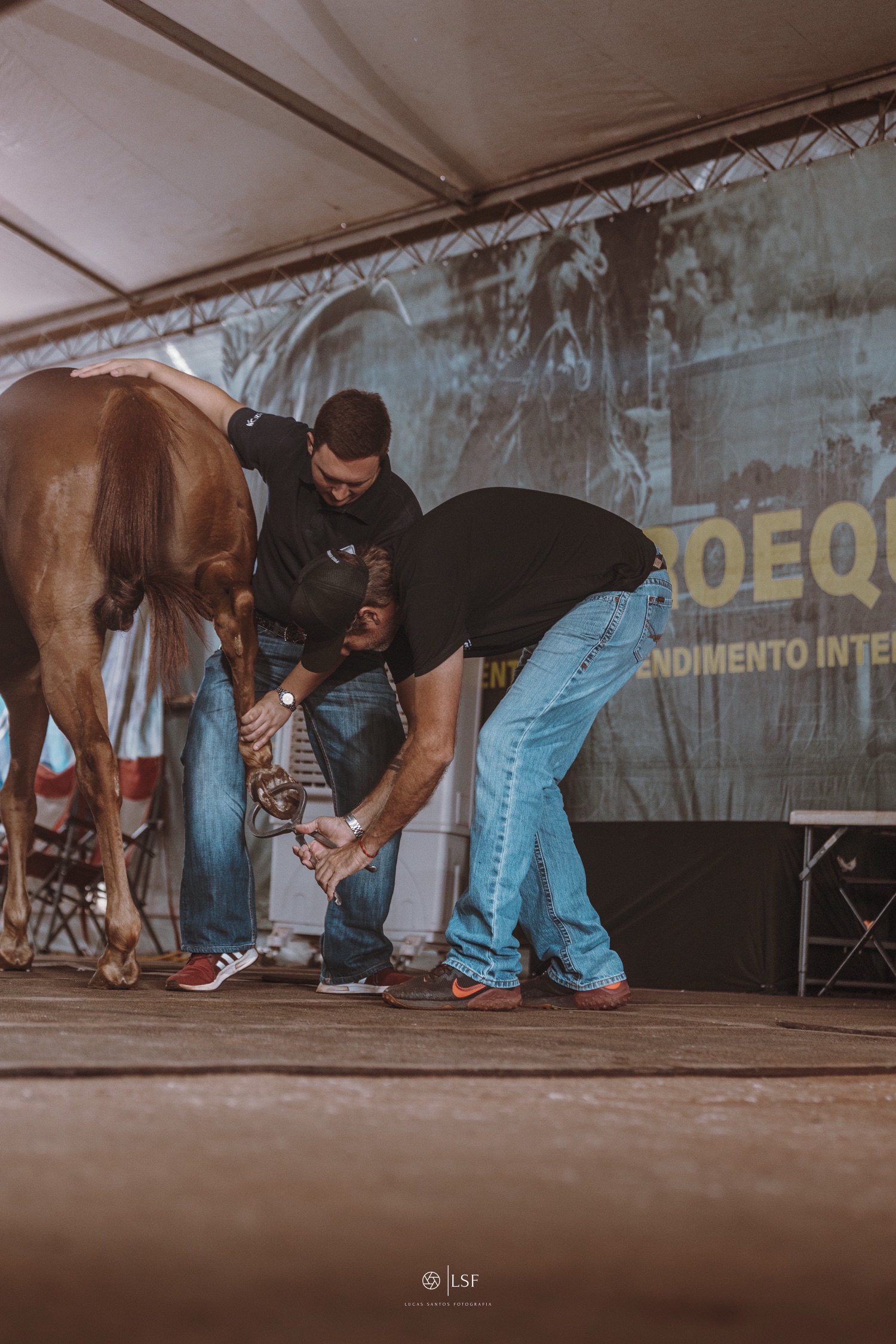 Avaliação ortopédica de um cavalo atleta na Pro Equus
