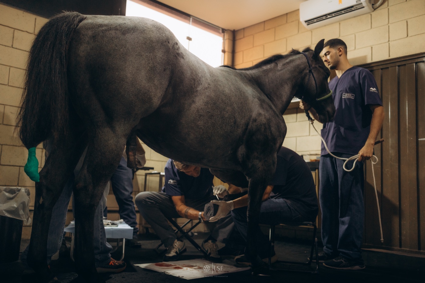 Cavalo em avaliação no interior da clínica